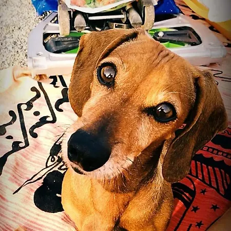 Greco San Bartolomeo Al Mare